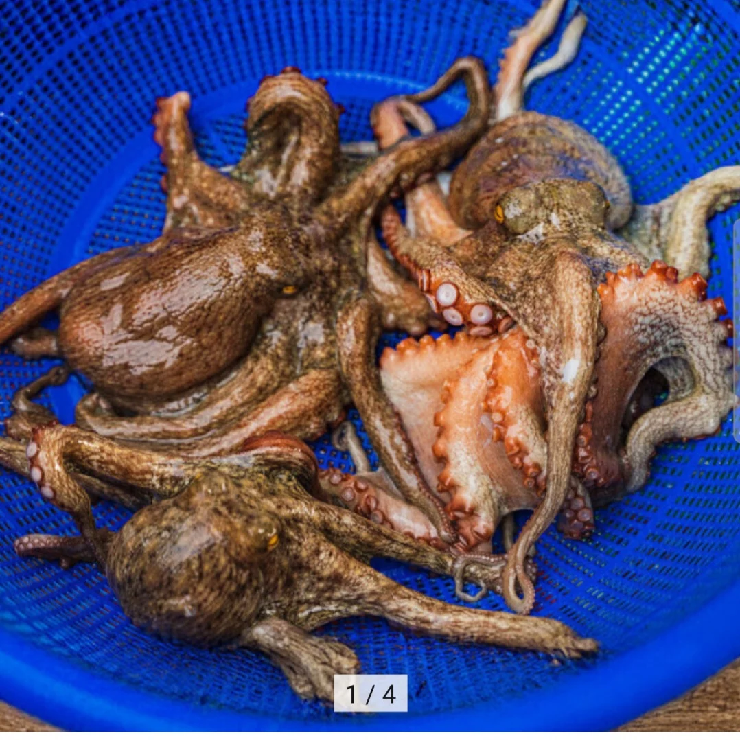 국내산 활 돌문어 당일조업 1kg 1-3미
