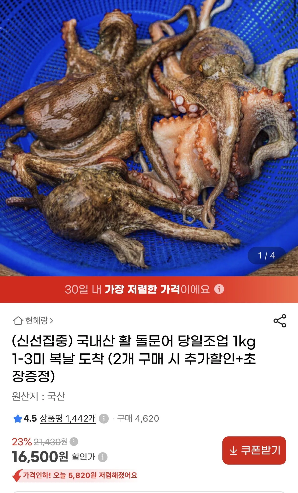 국내산 활 돌문어 당일조업 1kg 1-3미 복날 도착