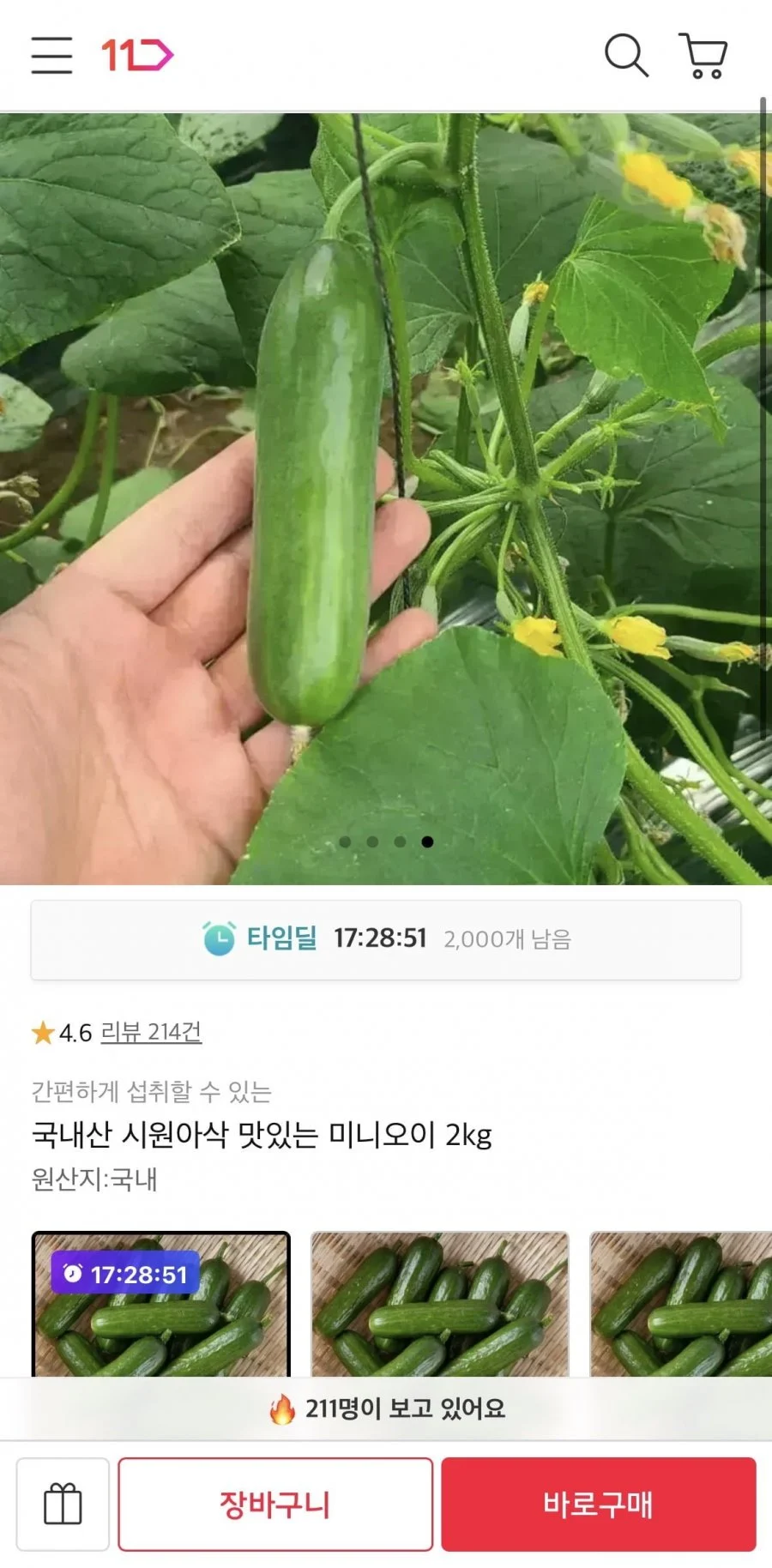 국내산 미니오이 2kg