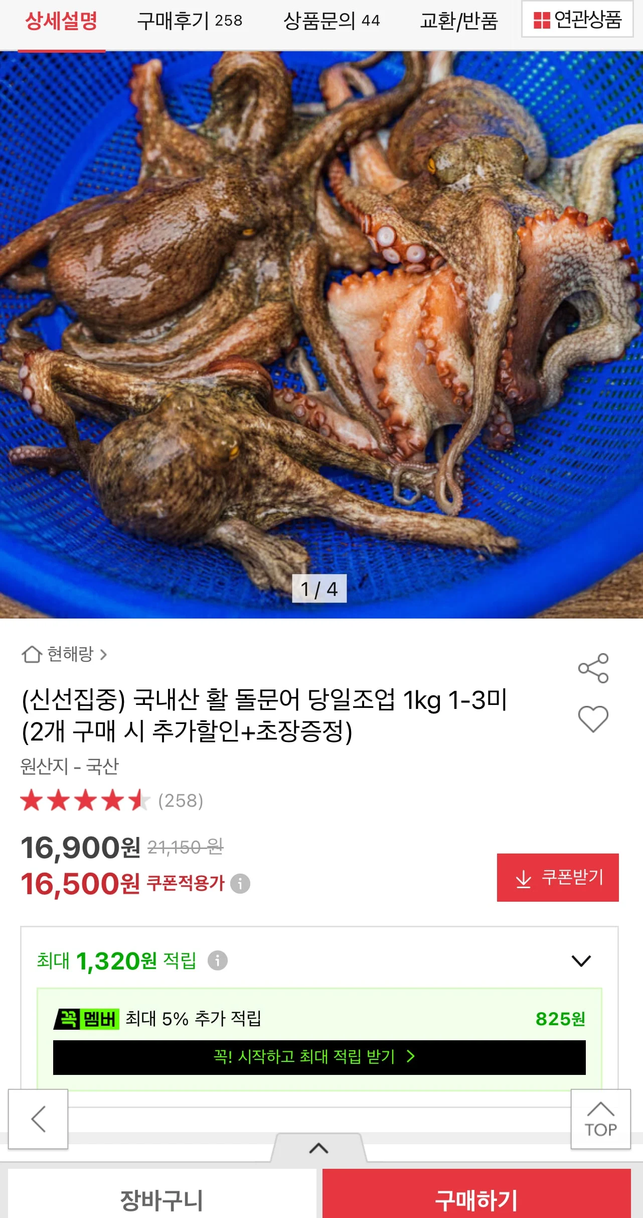 국내산 활 돌문어 당일조업 1kg