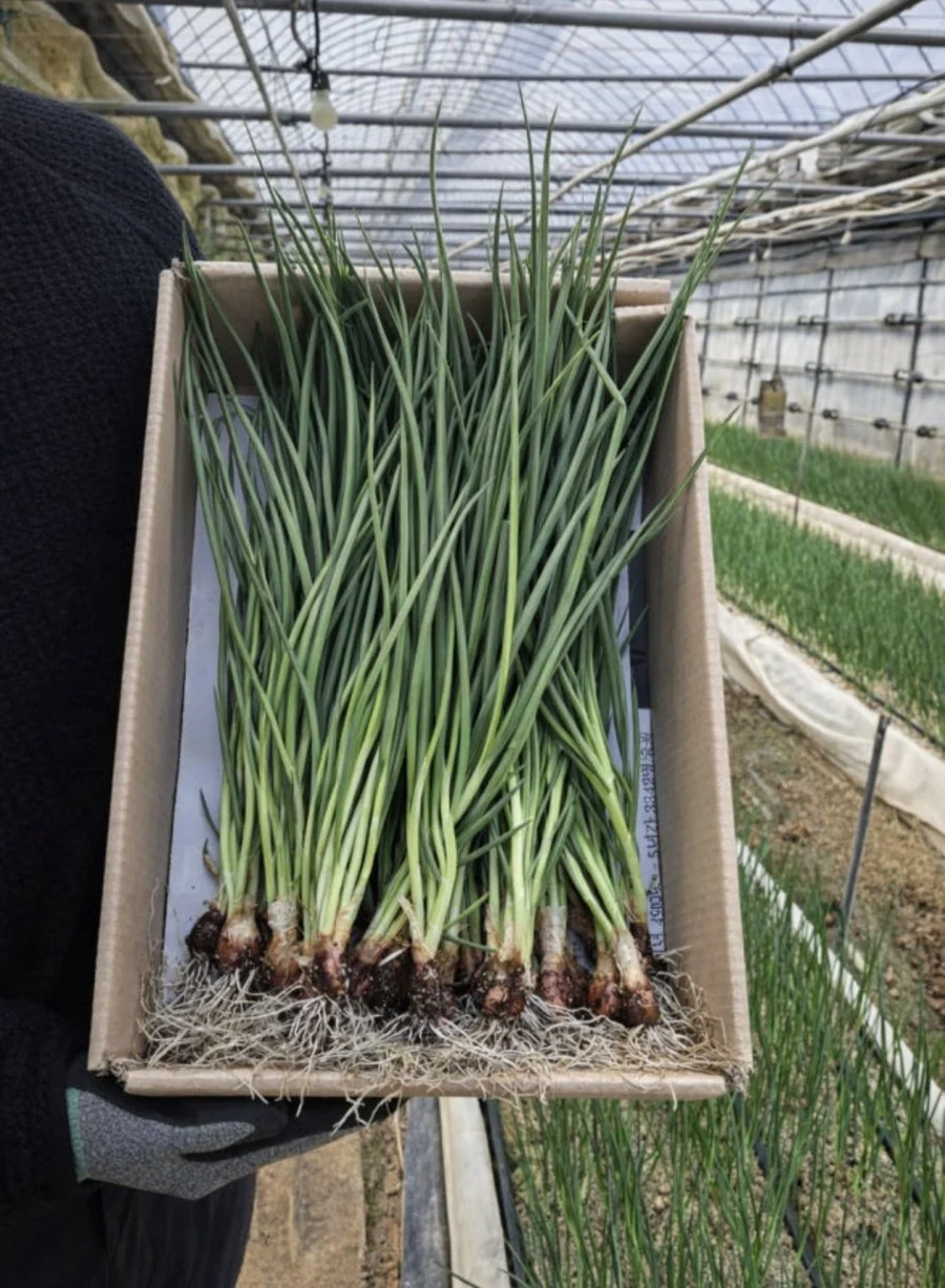 국내산 쪽파 1kg