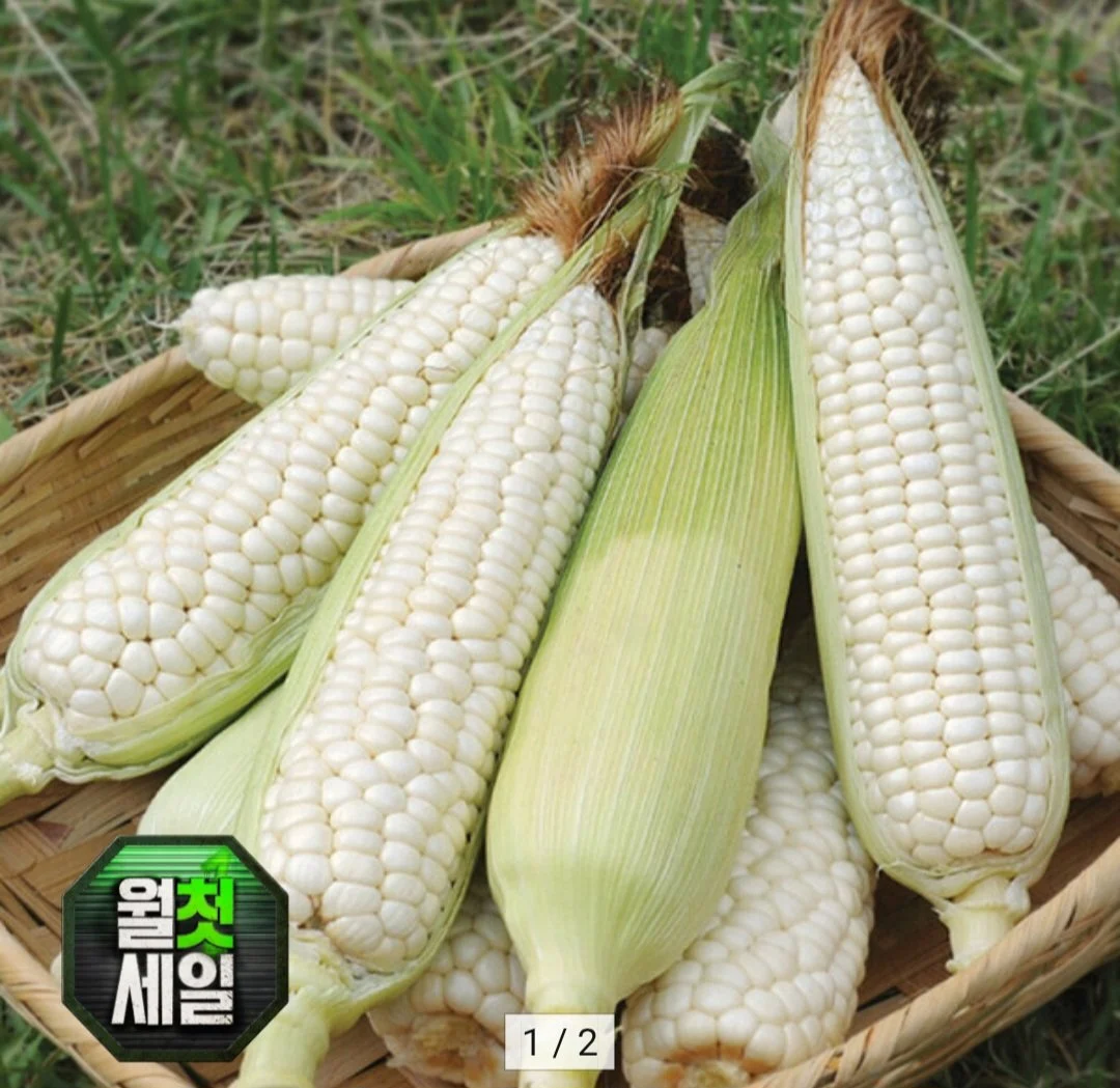 미백 찰옥수수 10개입