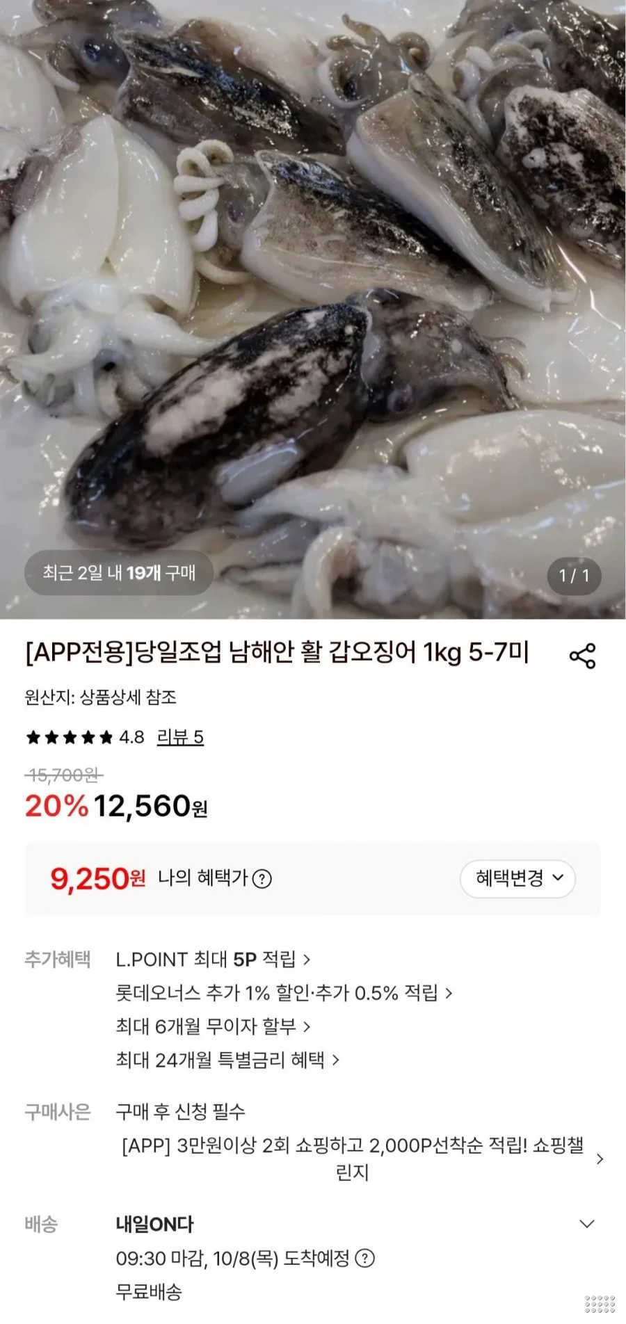 당일조업 남해안 활 갑오징어 1kg 5-7미