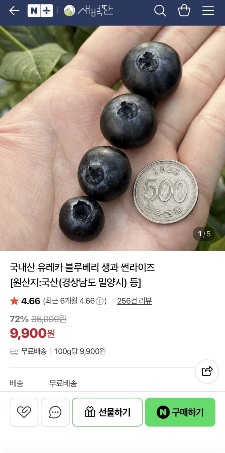 국내산 유레카 블루베리 생과 썬라이즈