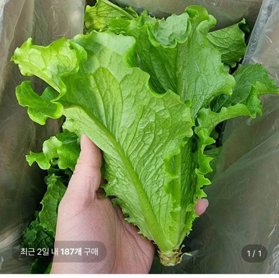 통 포기 로메인청상추1kg