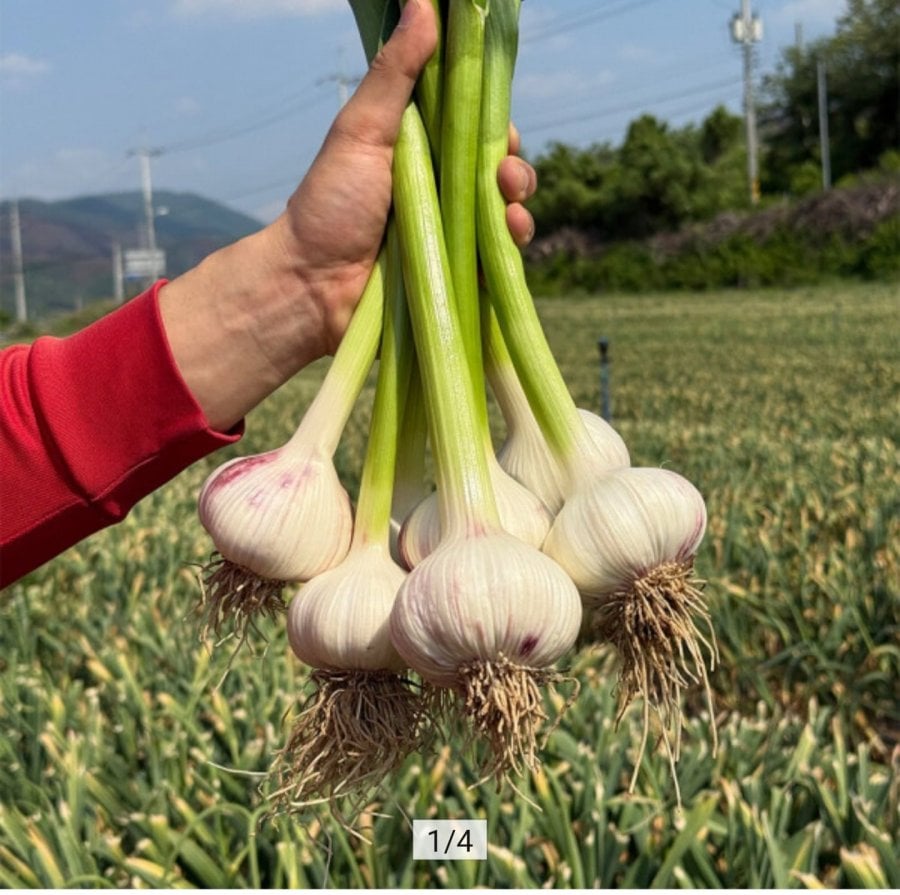 경북 의성 대서종 햇마늘 통마늘 소~중 1kg