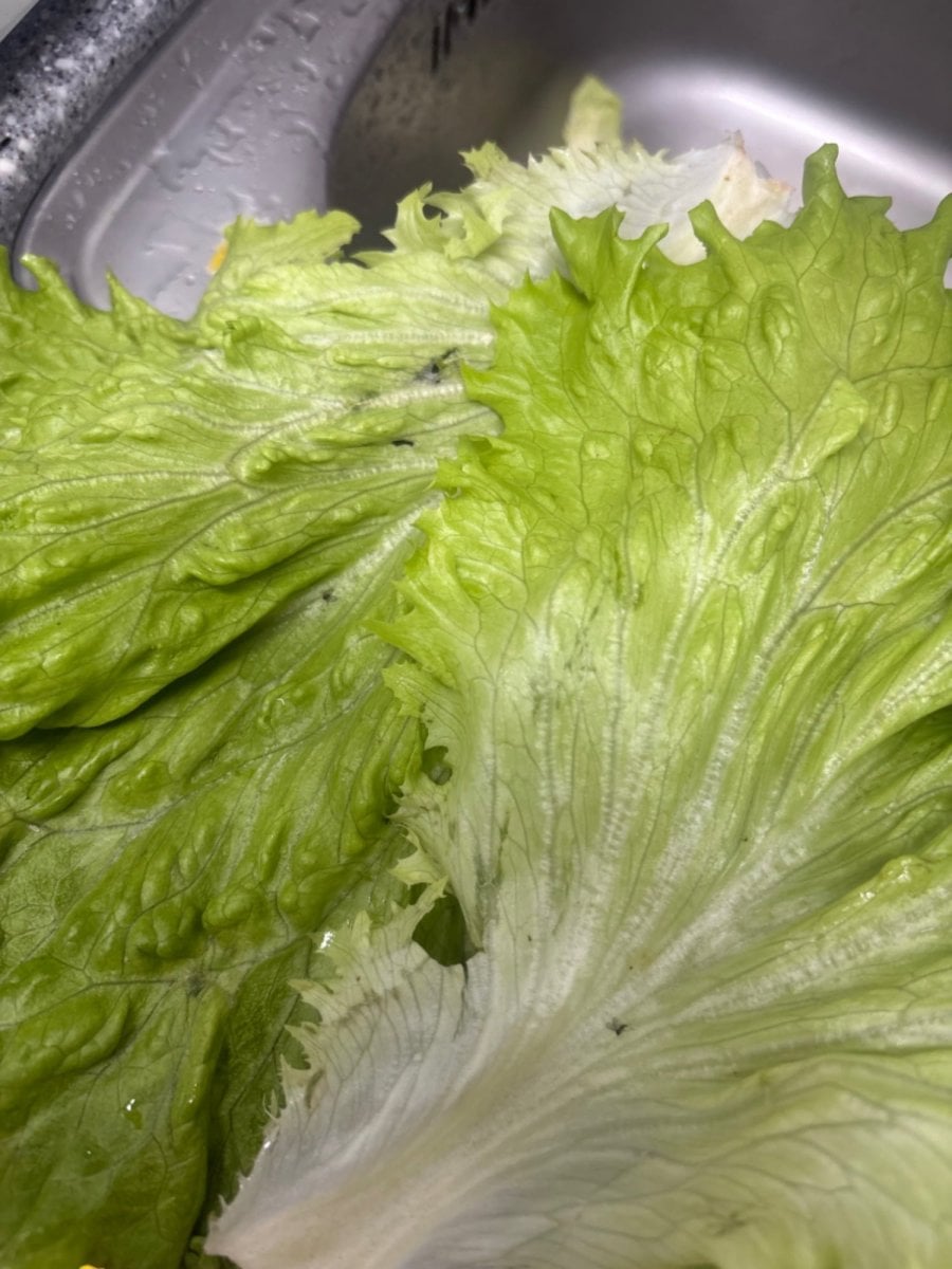 유러피안 샐러드상추 스마트팜 수경재배 1kg
