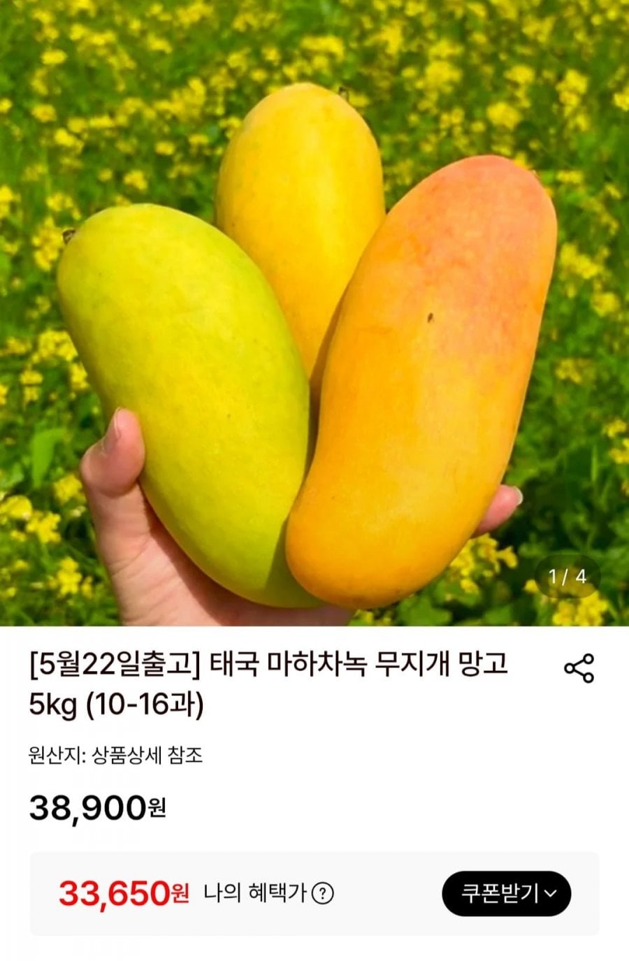 태국 마하차녹 무지개 망고 5kg (10-16과)