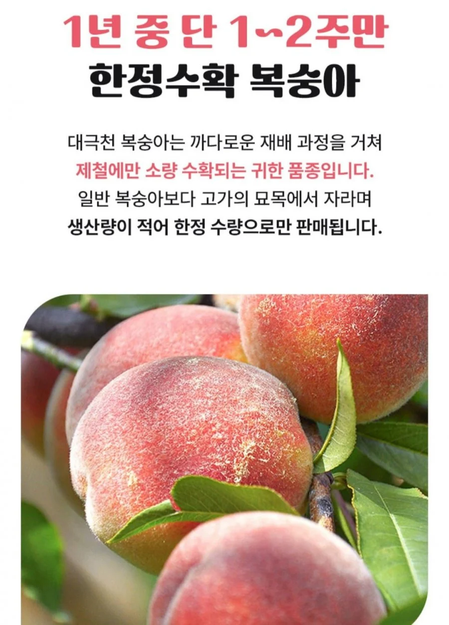 대극천 복숭아 3kg(혼합과)