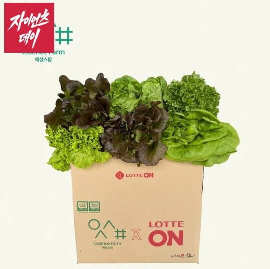 유러피안 샐러드야채 모듬쌈 로메인 상추 버터헤드 바타비아 크리스탈 1kg