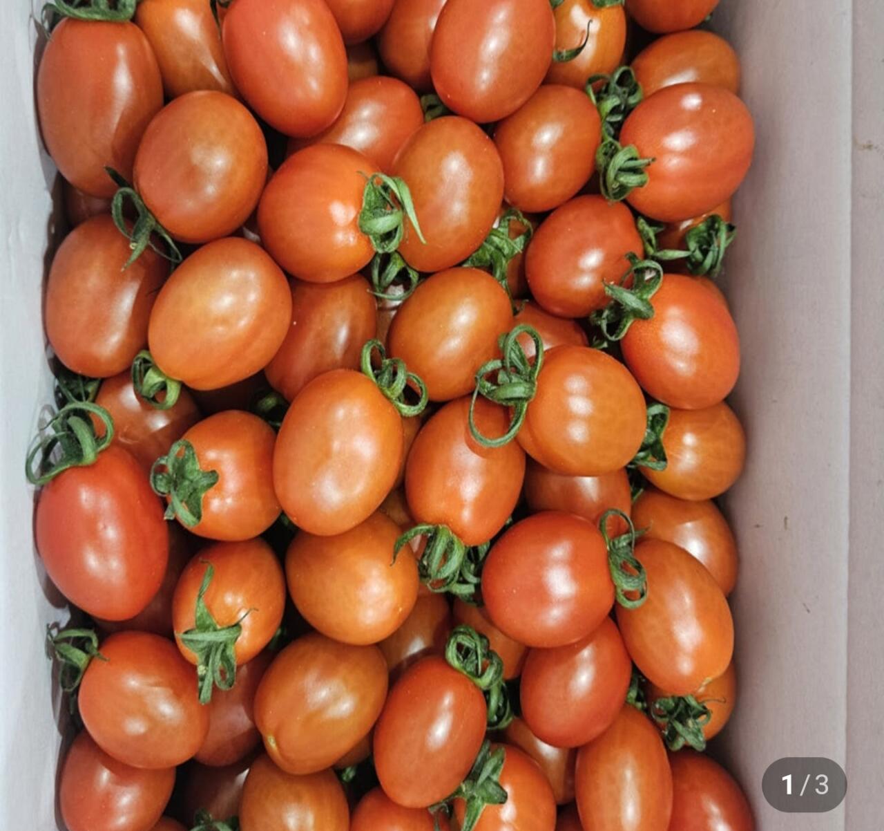 대추방울토마토 5kg