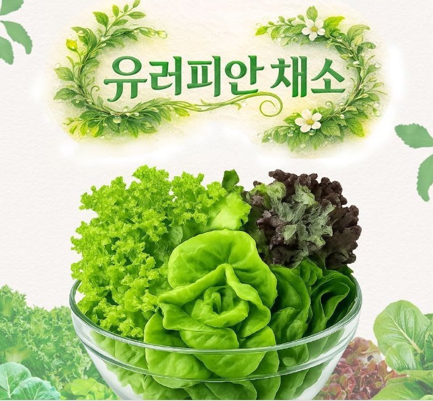 무농약 유러피안 샐러드 채소 1kg(3-6종)