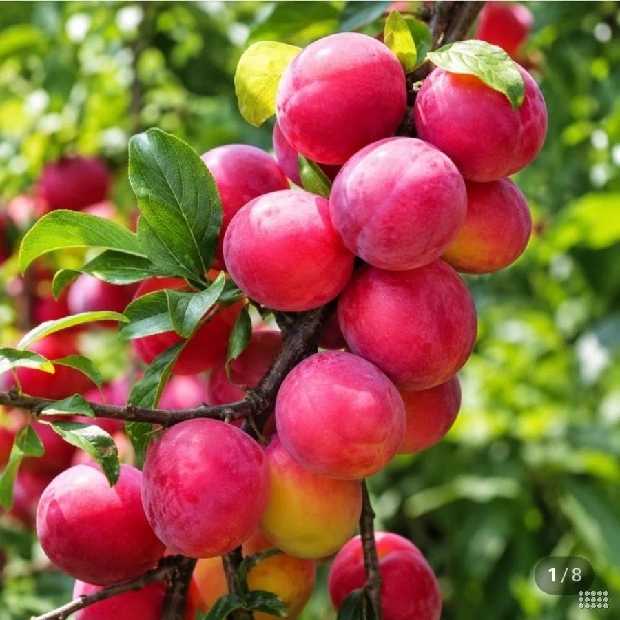 추희자두 2kg