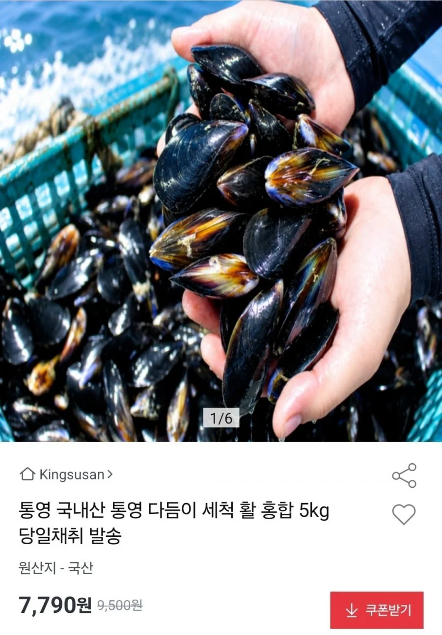 통영 다듬이 세척 활 홍합 5kg