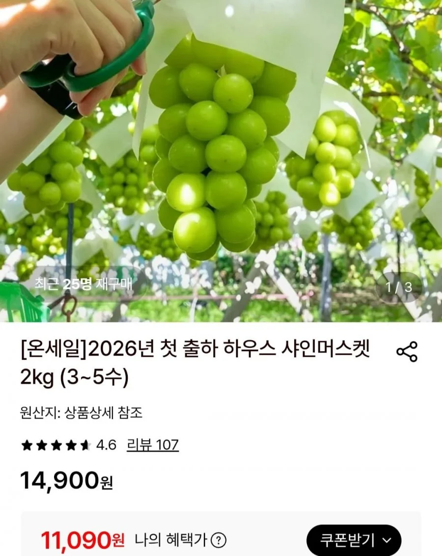 샤인머스켓 첫 출하 2KG (3~5수)