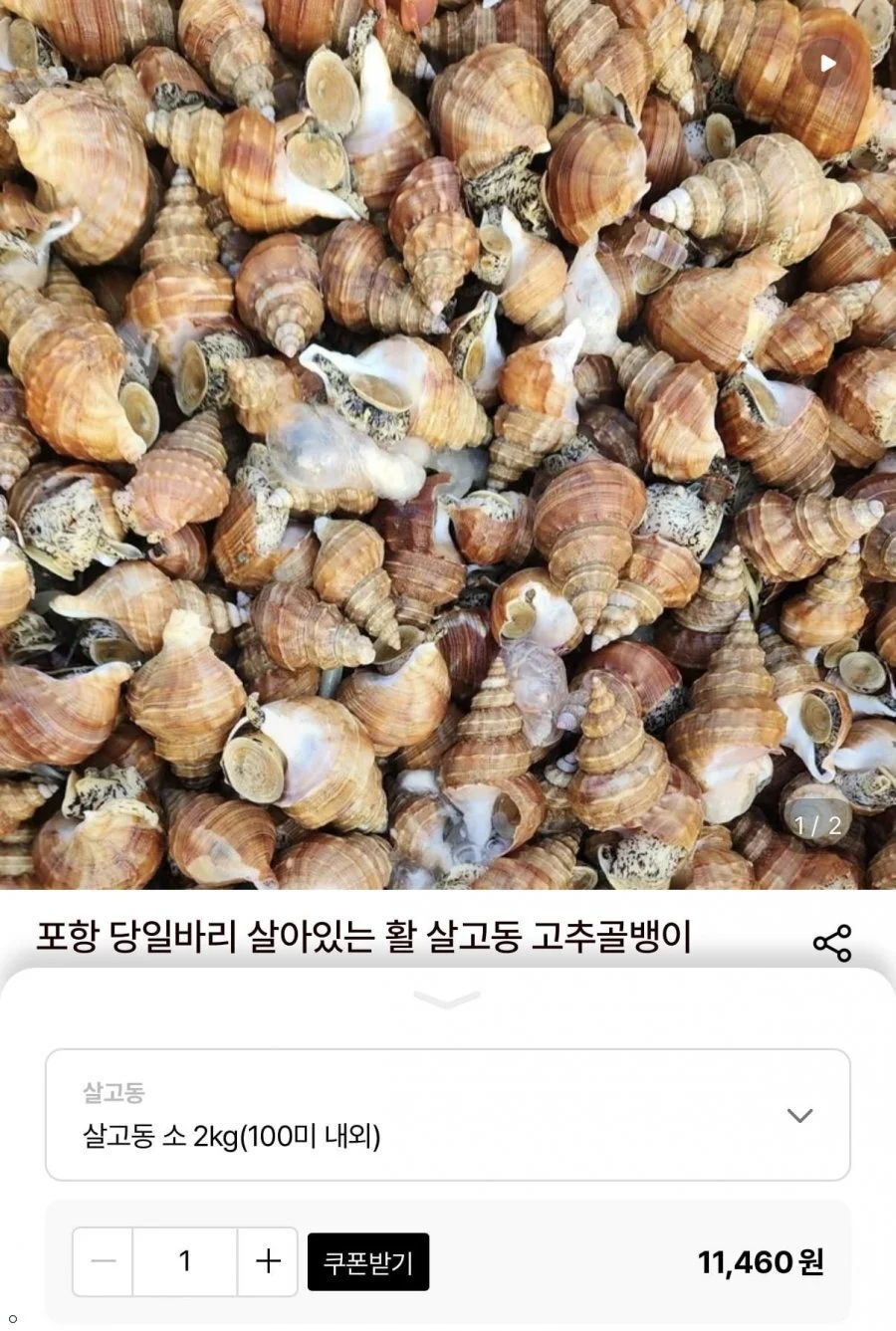 포항 당일바리 활 살고동 소 2kg(100미 내외)