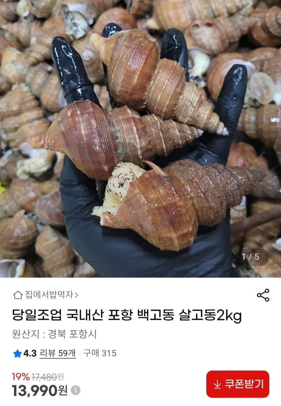 당일조업 국내산 포항 백고동 살고동2kg