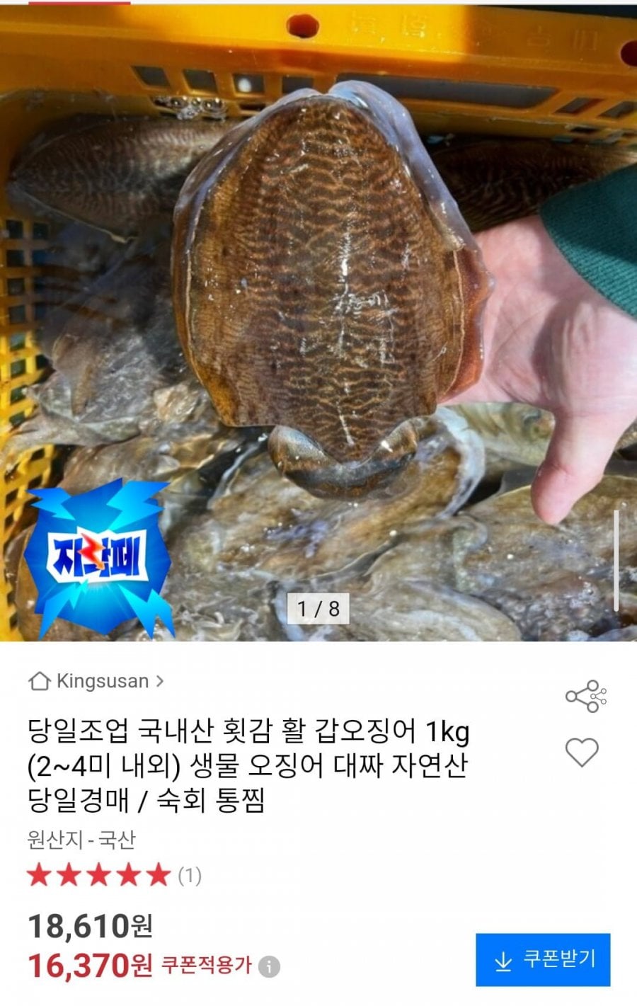 당일조업 국내산 활 갑오징어 1kg (2~4미 내외)