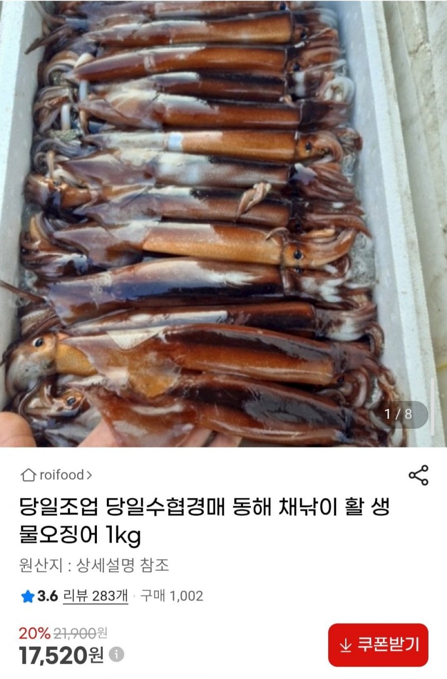 당일조업 당일수협경매 동해 채낚이 활 생물오징어 1kg