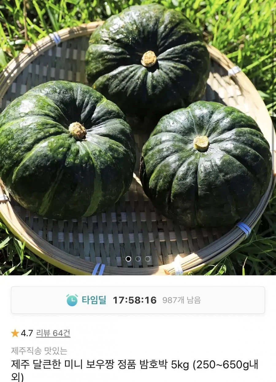제주 미니 보우짱 정품 밤호박 5kg