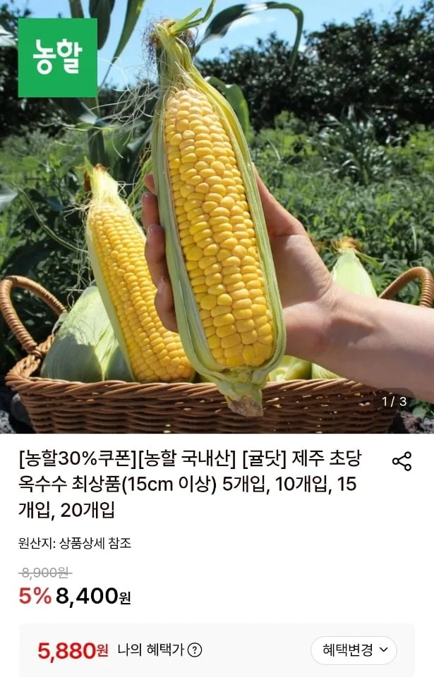 제주 초당옥수수 최상품(15cm이상) 5개
