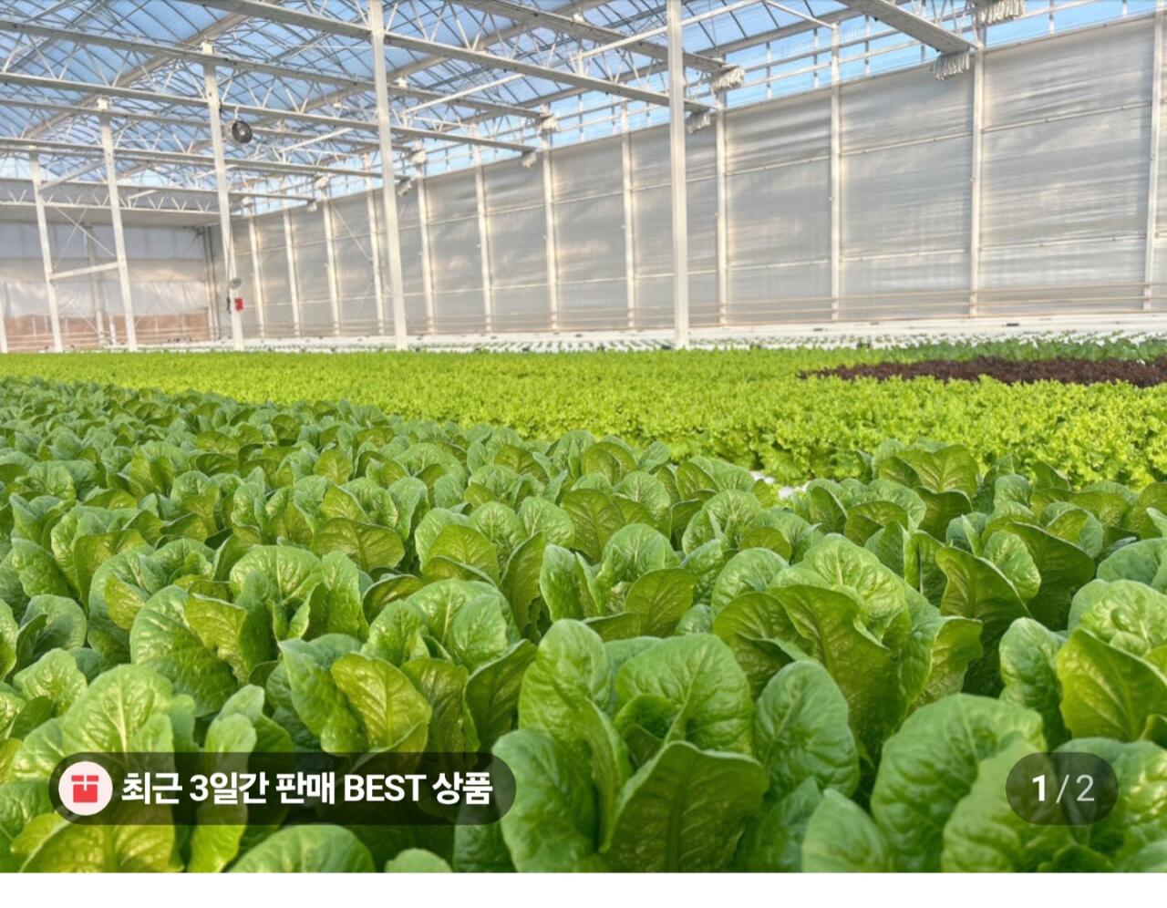 유러피안 샐러드 1kg