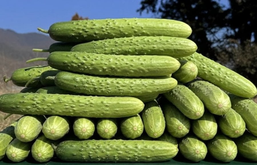오이 백다다기 백오이 특품 1kg