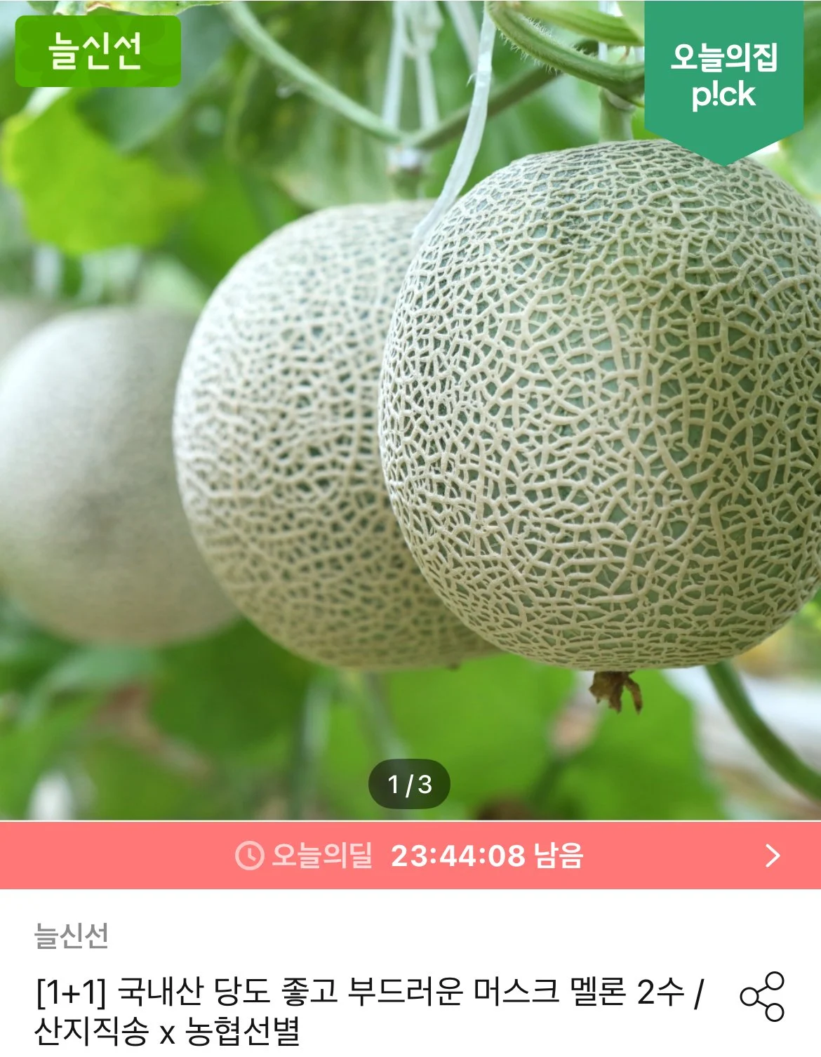 국내산 고당도 머스크메론 1+1 (통당 1.6kg이상) '