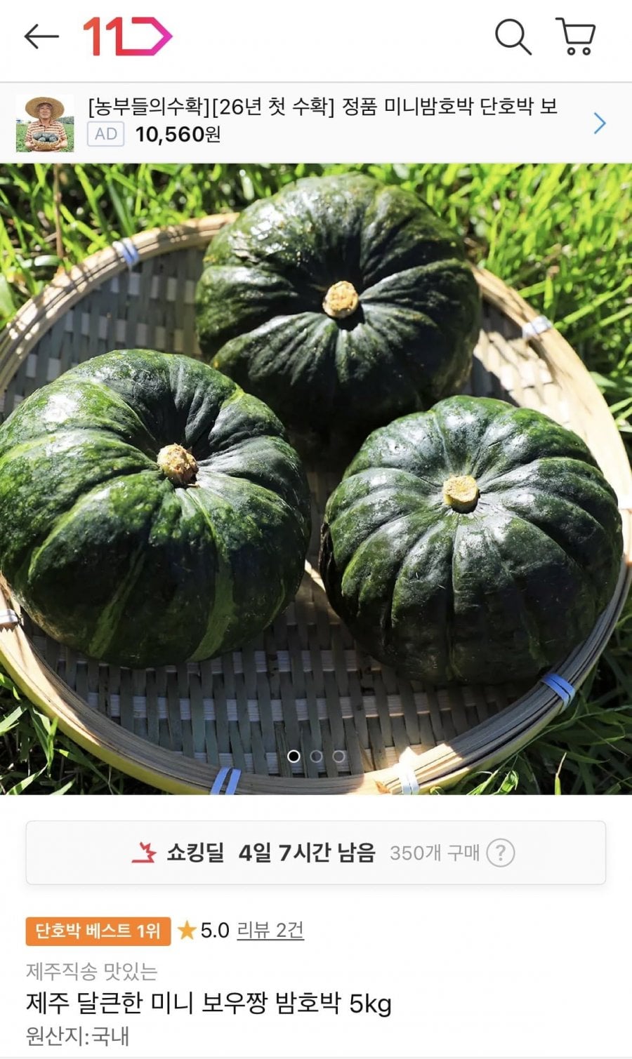 산지직송 제주 미니 보우짱 밤호박 5kg