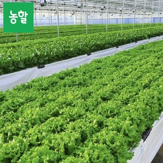 샐러드용 채소 모듬 1kg (3종 이상)