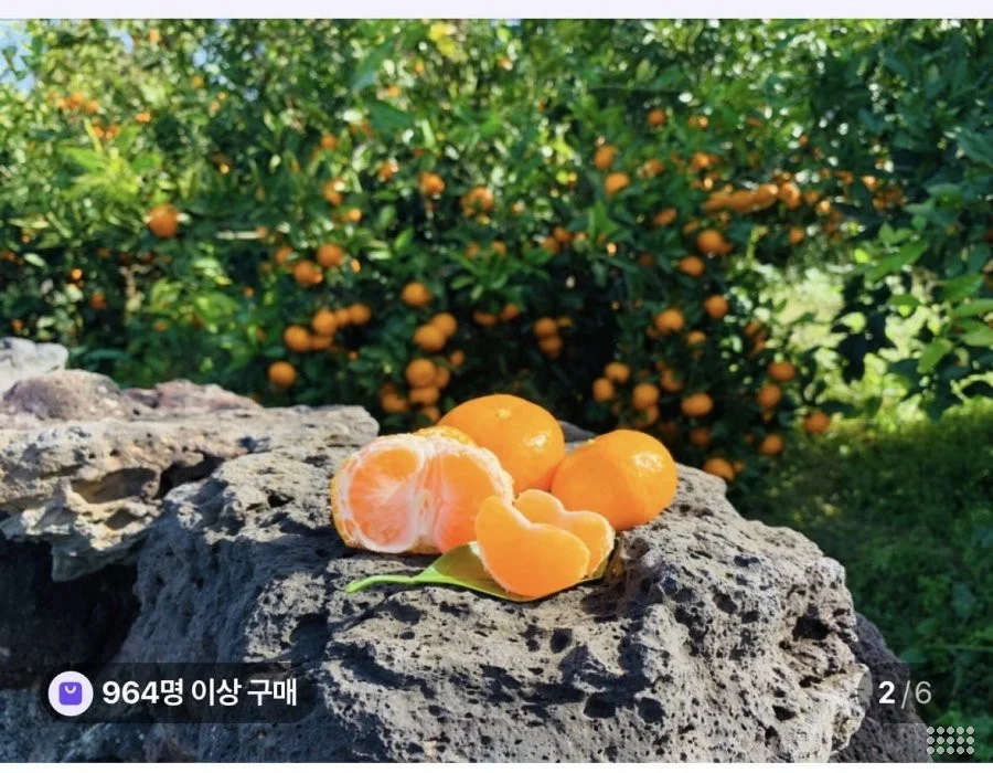 극조생 노지감귤 3kg 꼬마과