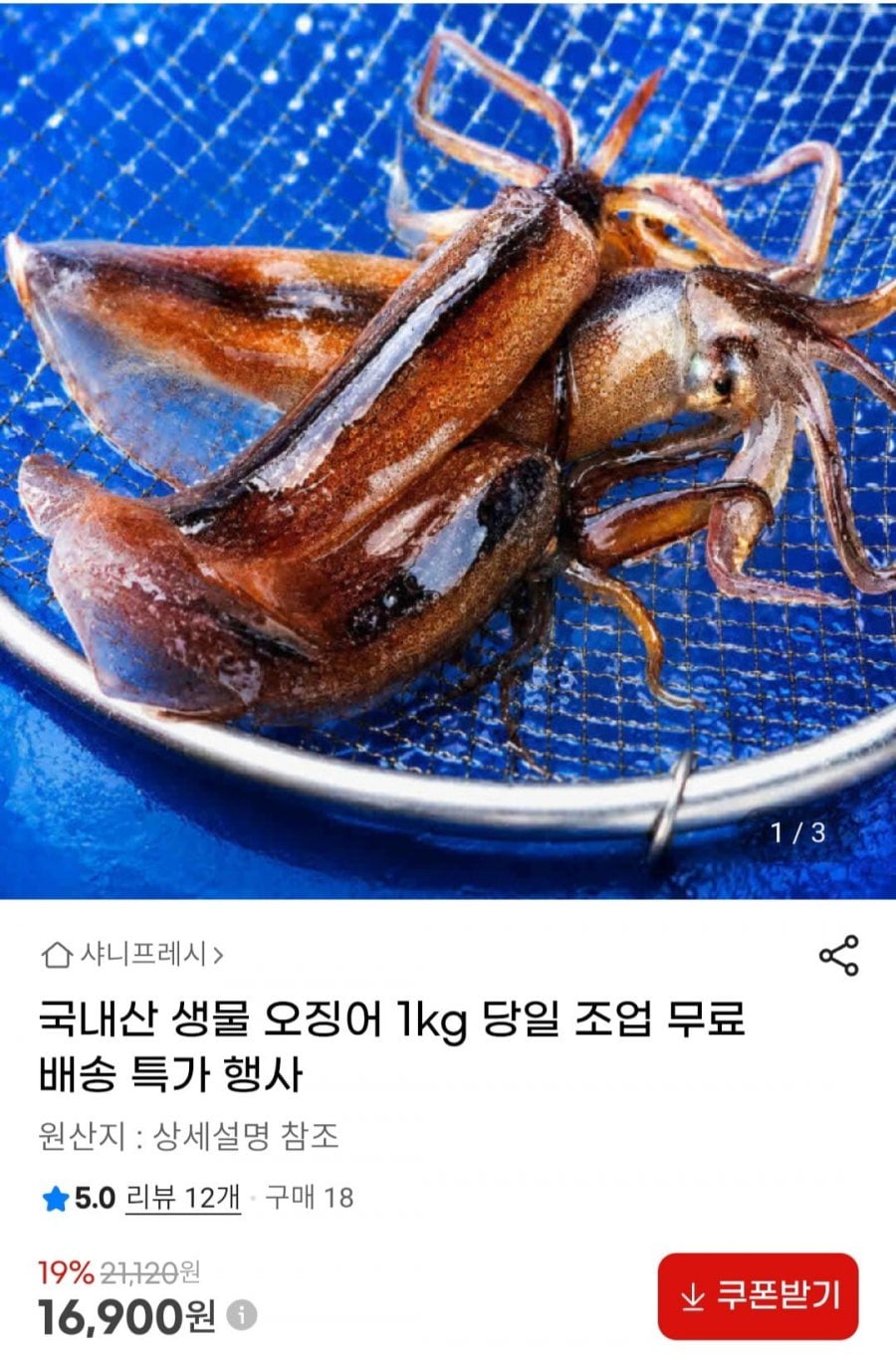 국내산 생물 오징어 1kg 당일 조업