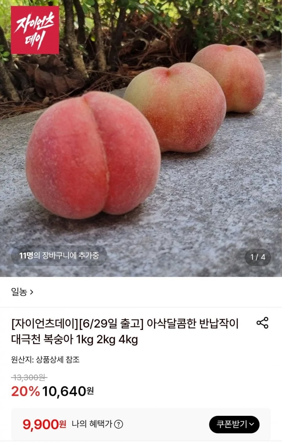 대극천 반납작 복숭아 1kg