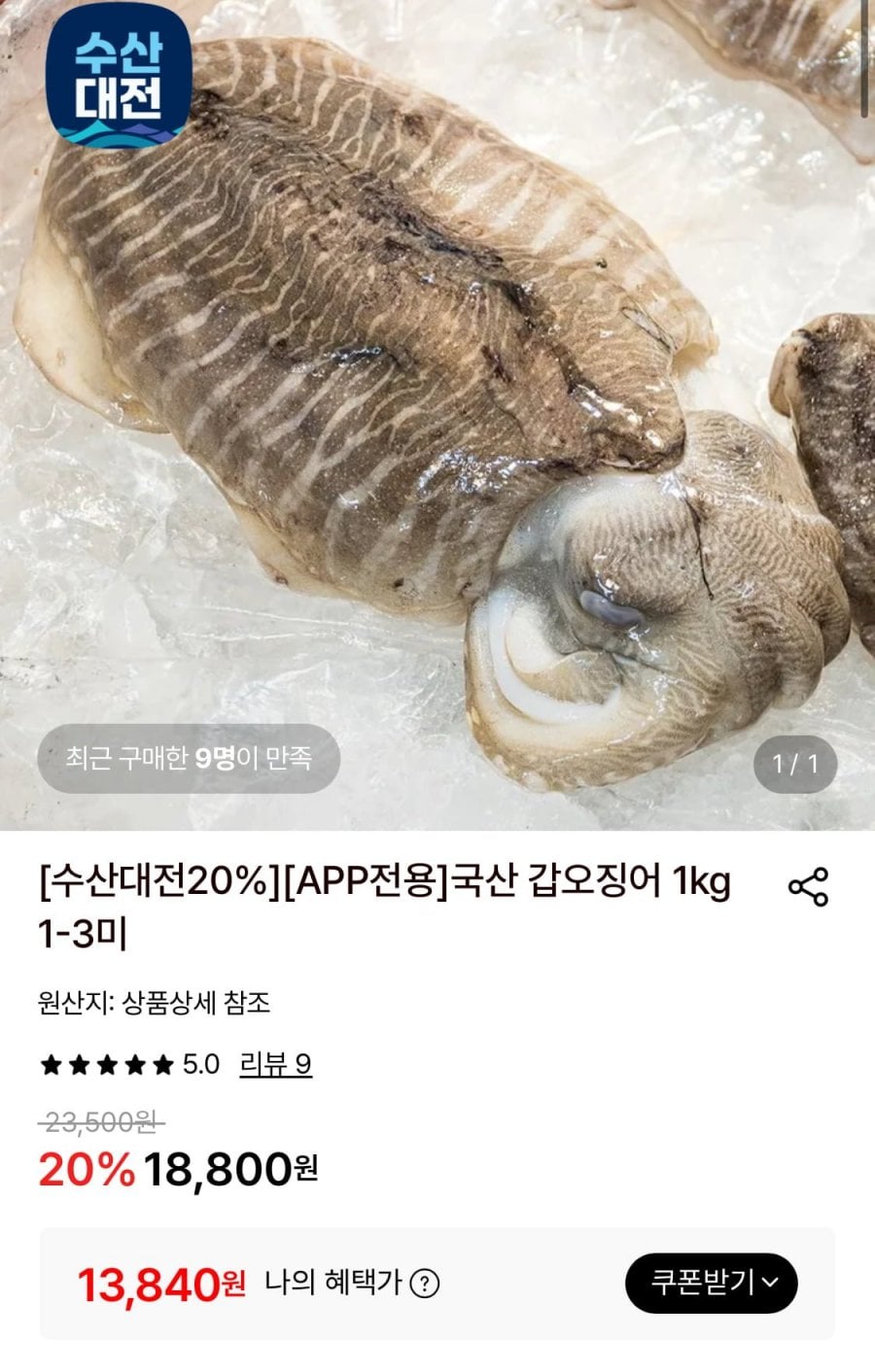 국산 갑오징어 1kg 1~3미