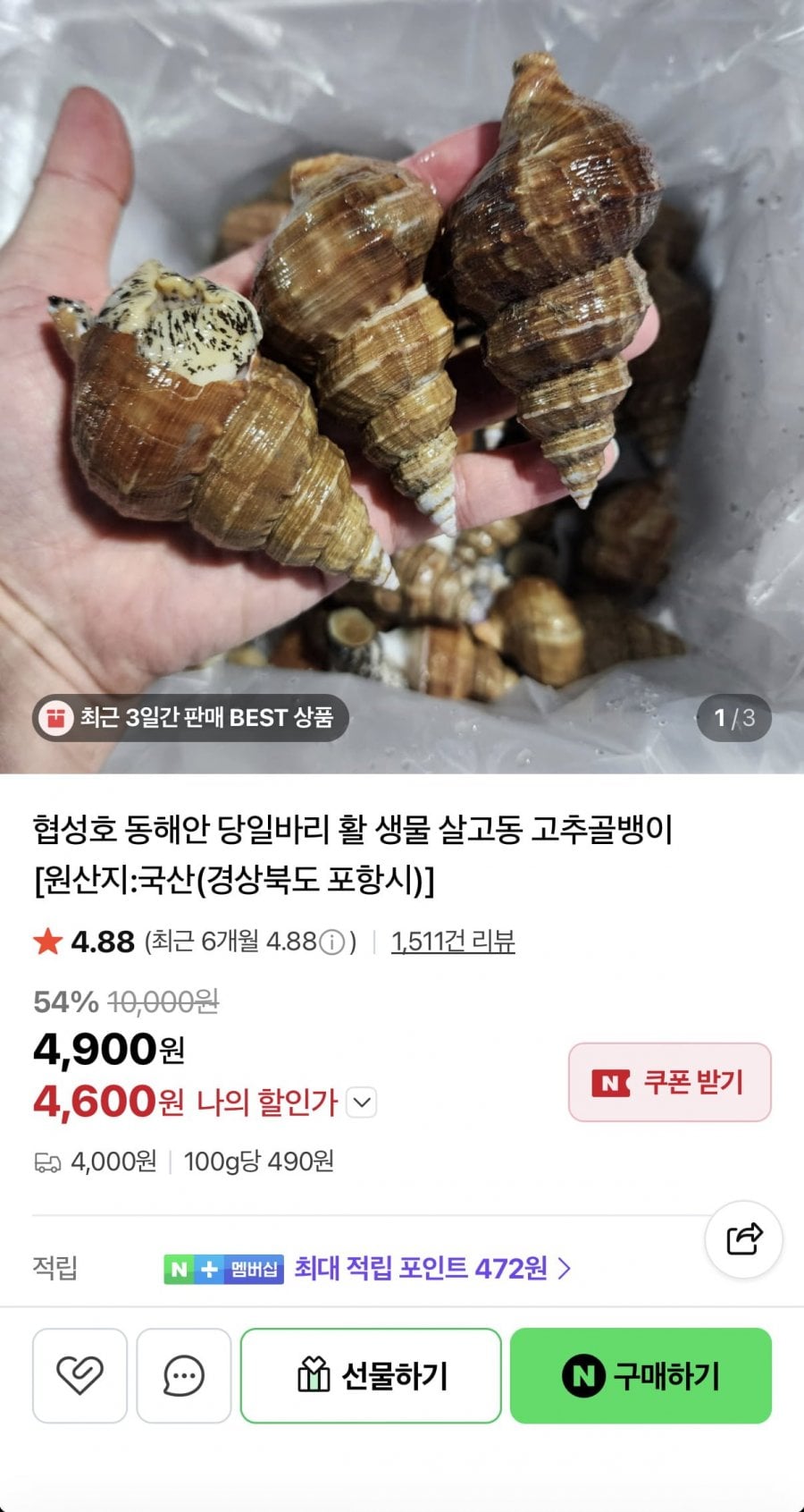 포항 활 살고동 고추골뱅이 소 1kg