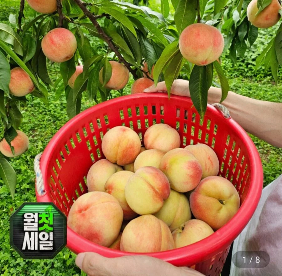 백도 복숭아 4kg