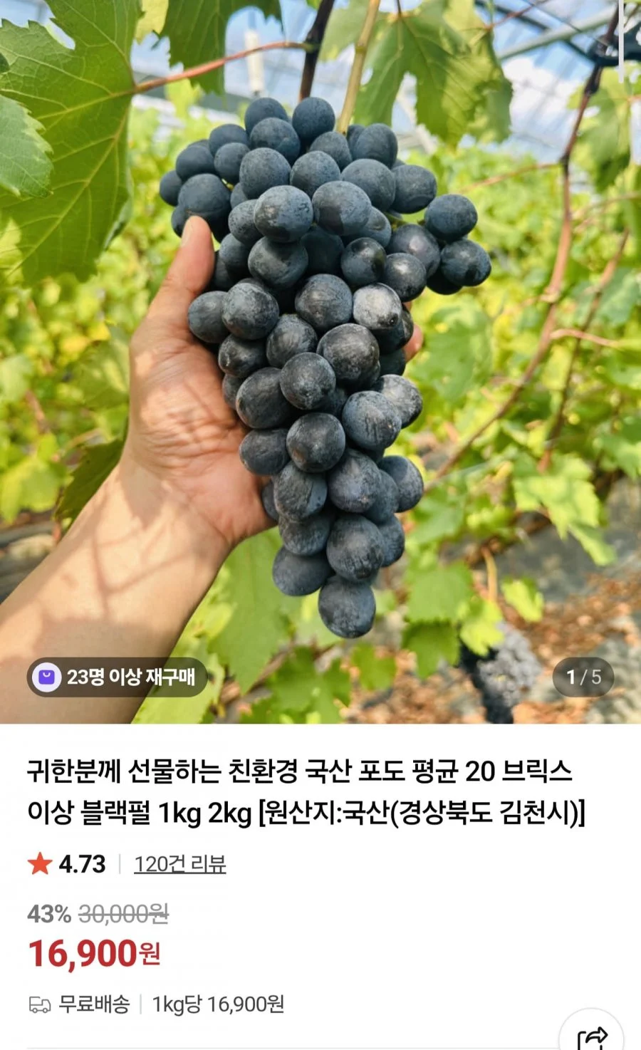 블랙펄 포도 1kg