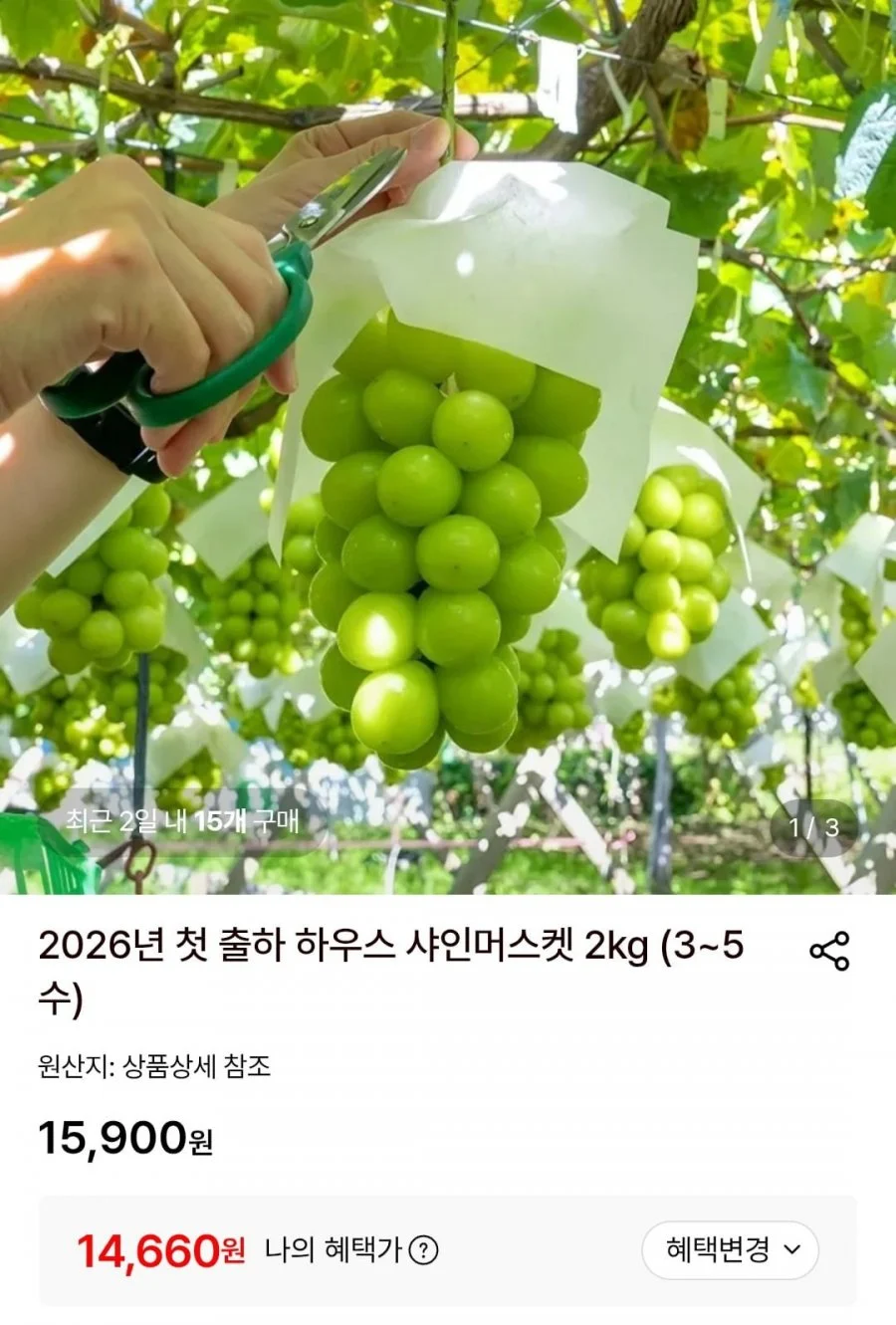 2026년 첫 출하 하우스 샤인머스켓 2kg (3~5수)