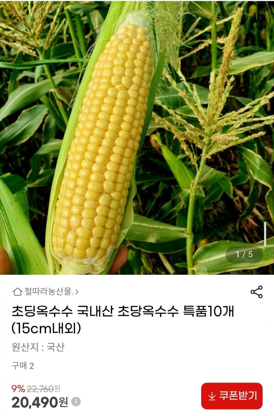 국내산 초당옥수수 특품10개(15cm내외)