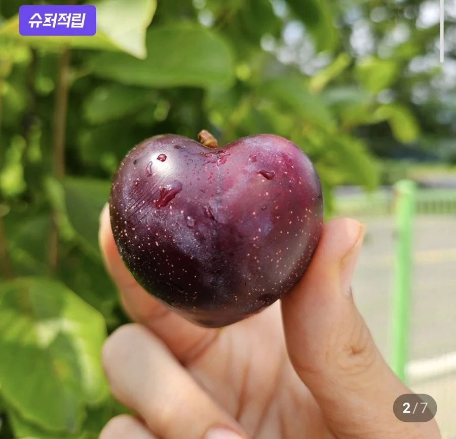 신품종 나디아 체리 자두 1kg 외