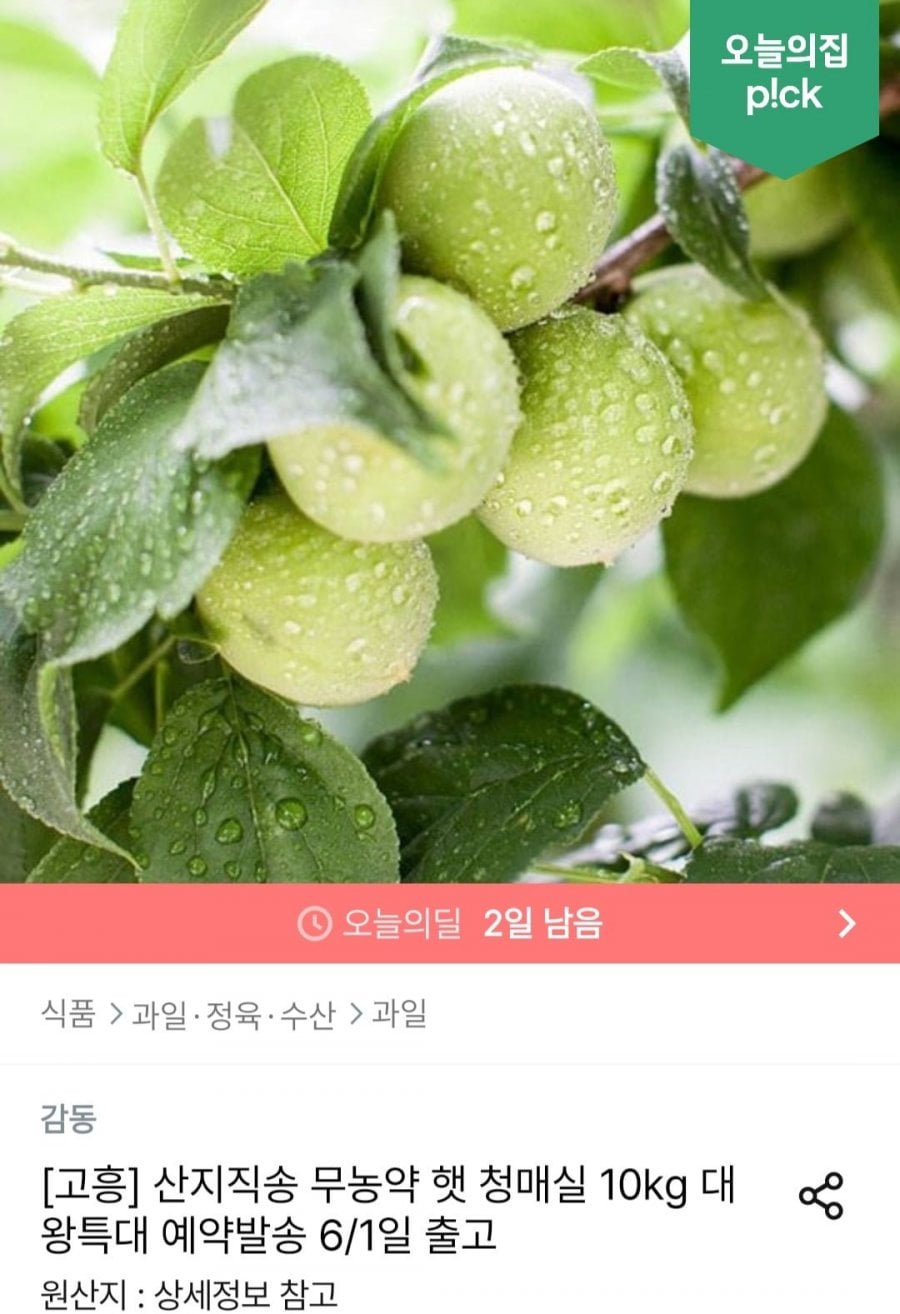 햇 청매실 10kg 대
