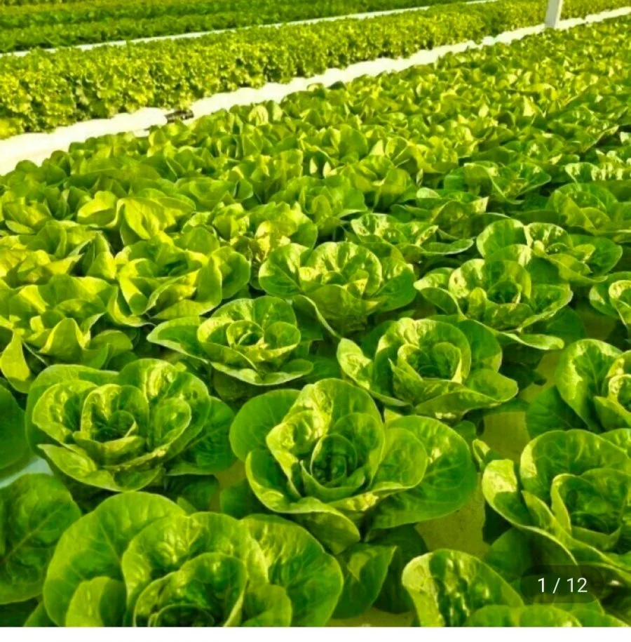 유러피안 샐러드 1kg