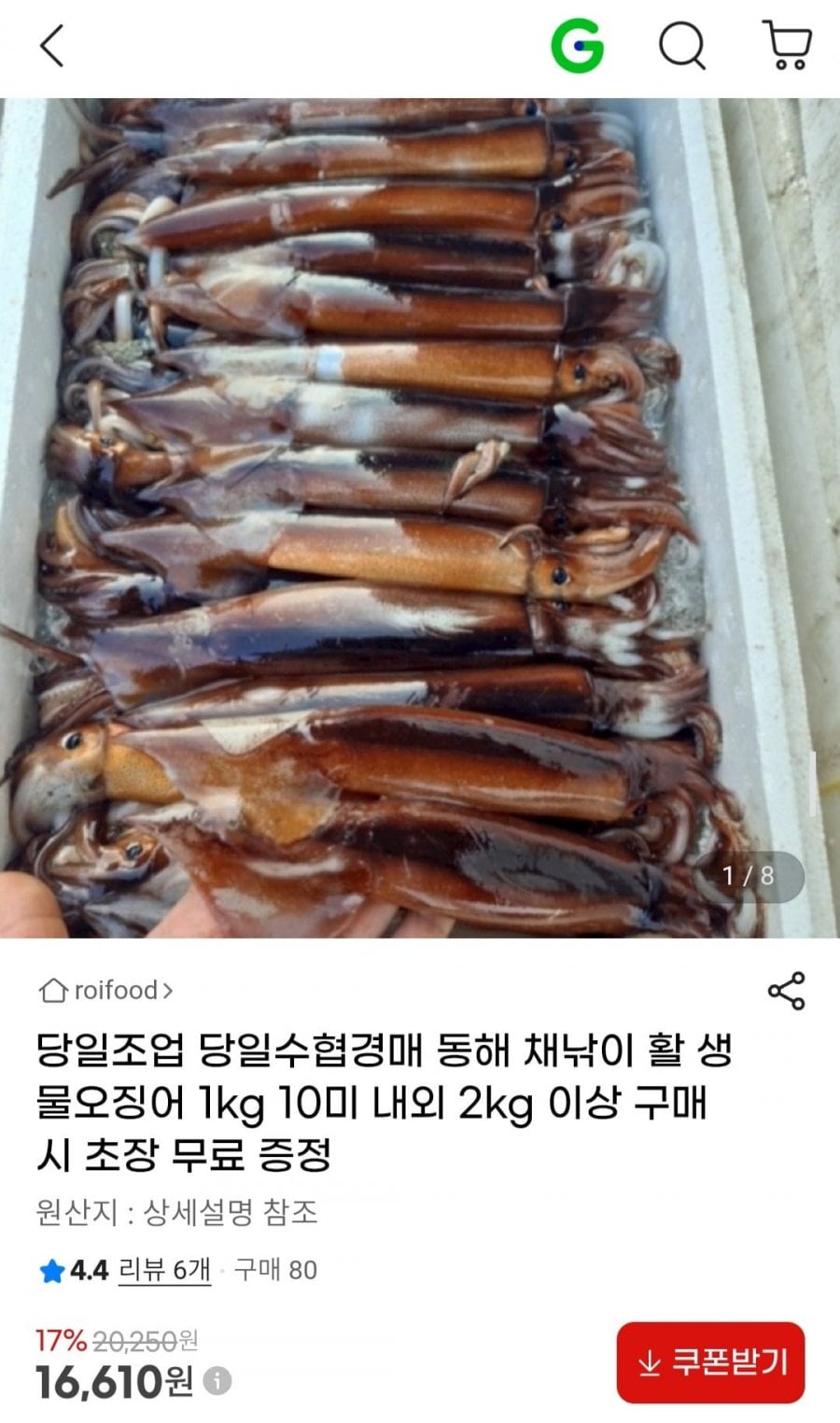 당일조업 동해 채낚이 활 생물오징어 1kg 4-8미 내외