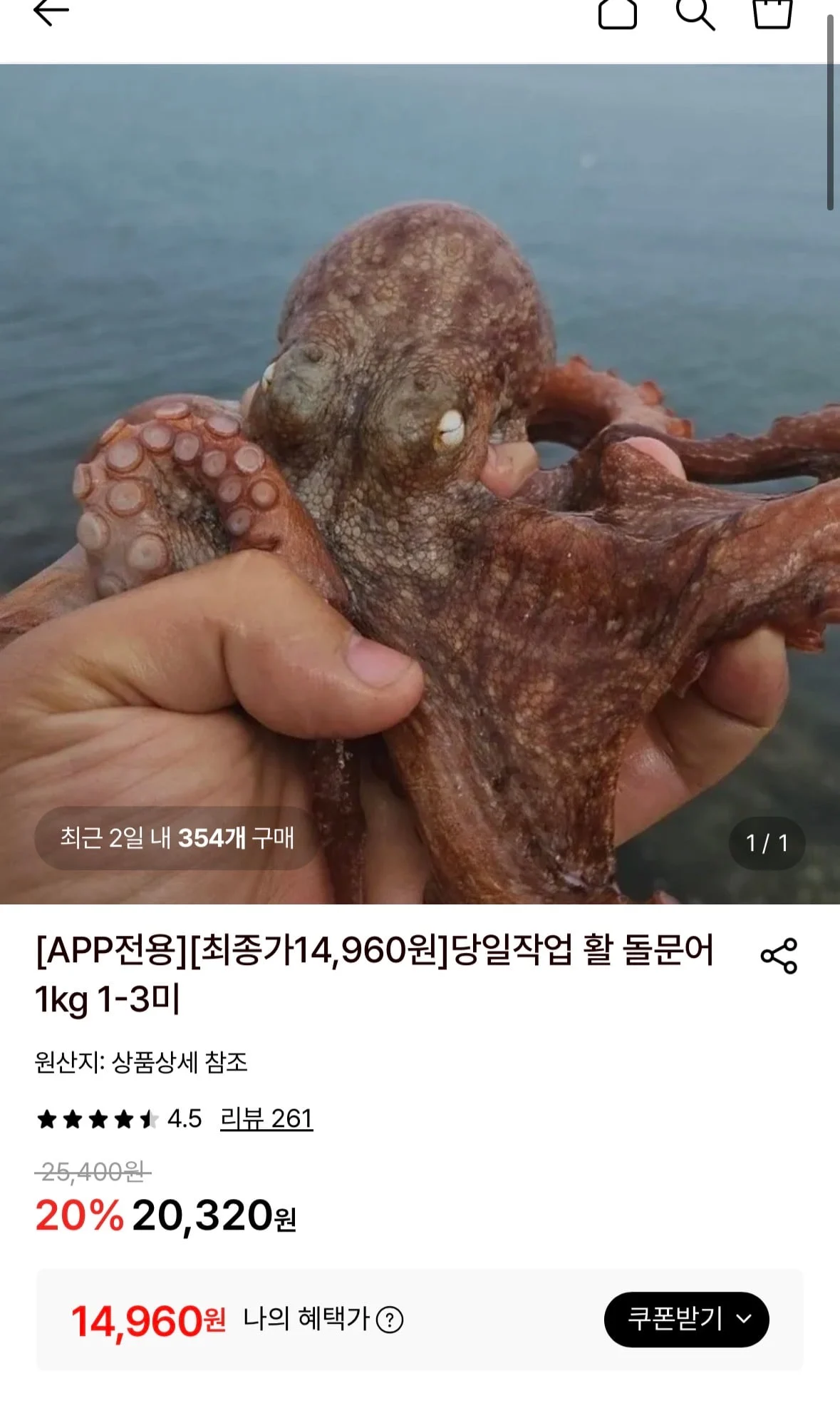 당일작업 활 돌문어 1kg 1-3미
