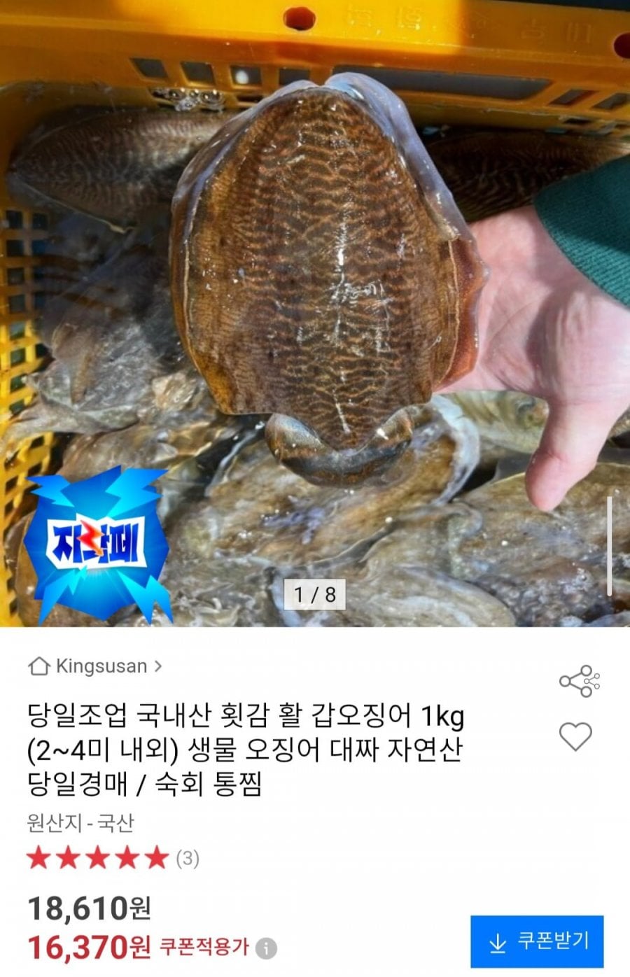 당일조업 국내산 활 갑오징어 1kg (2~4미 내외)