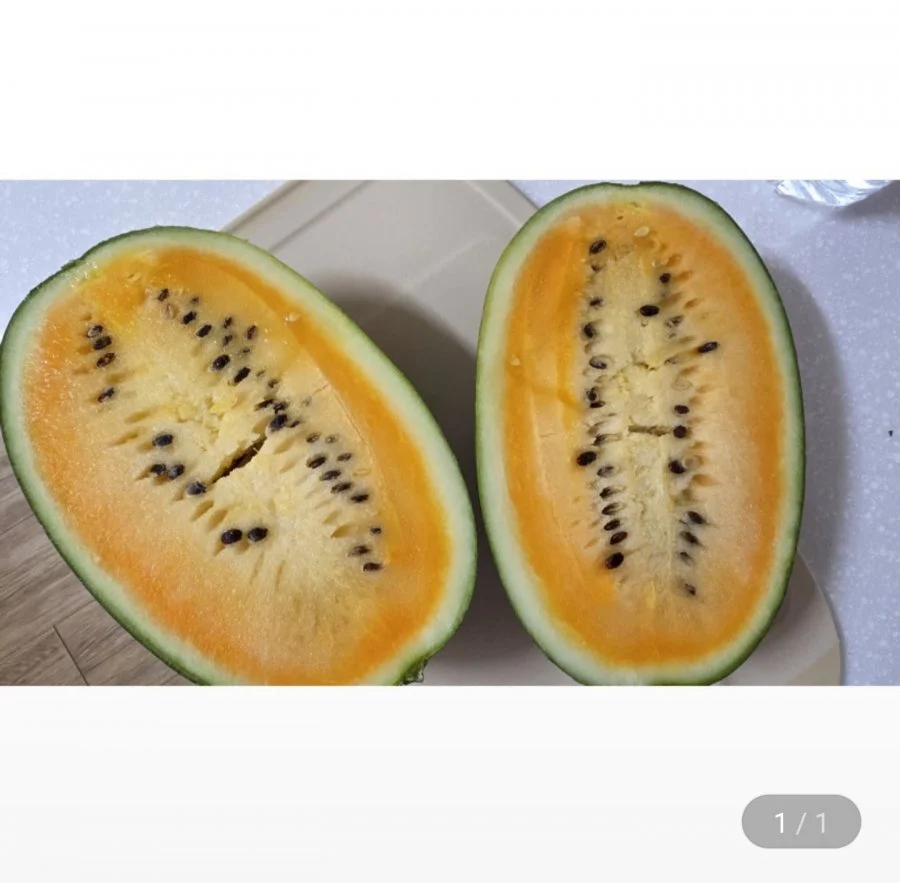 제주 망고수박 3kg 내외 2통