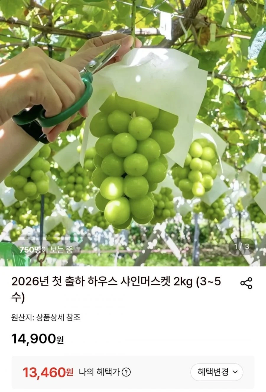 샤인머스켓 2kg (3~5수)