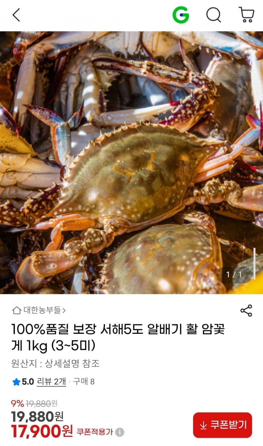 국내산 100% 알배기 활 암꽃게 500g+500g(총 1kg) 3-5미 (중사이즈)