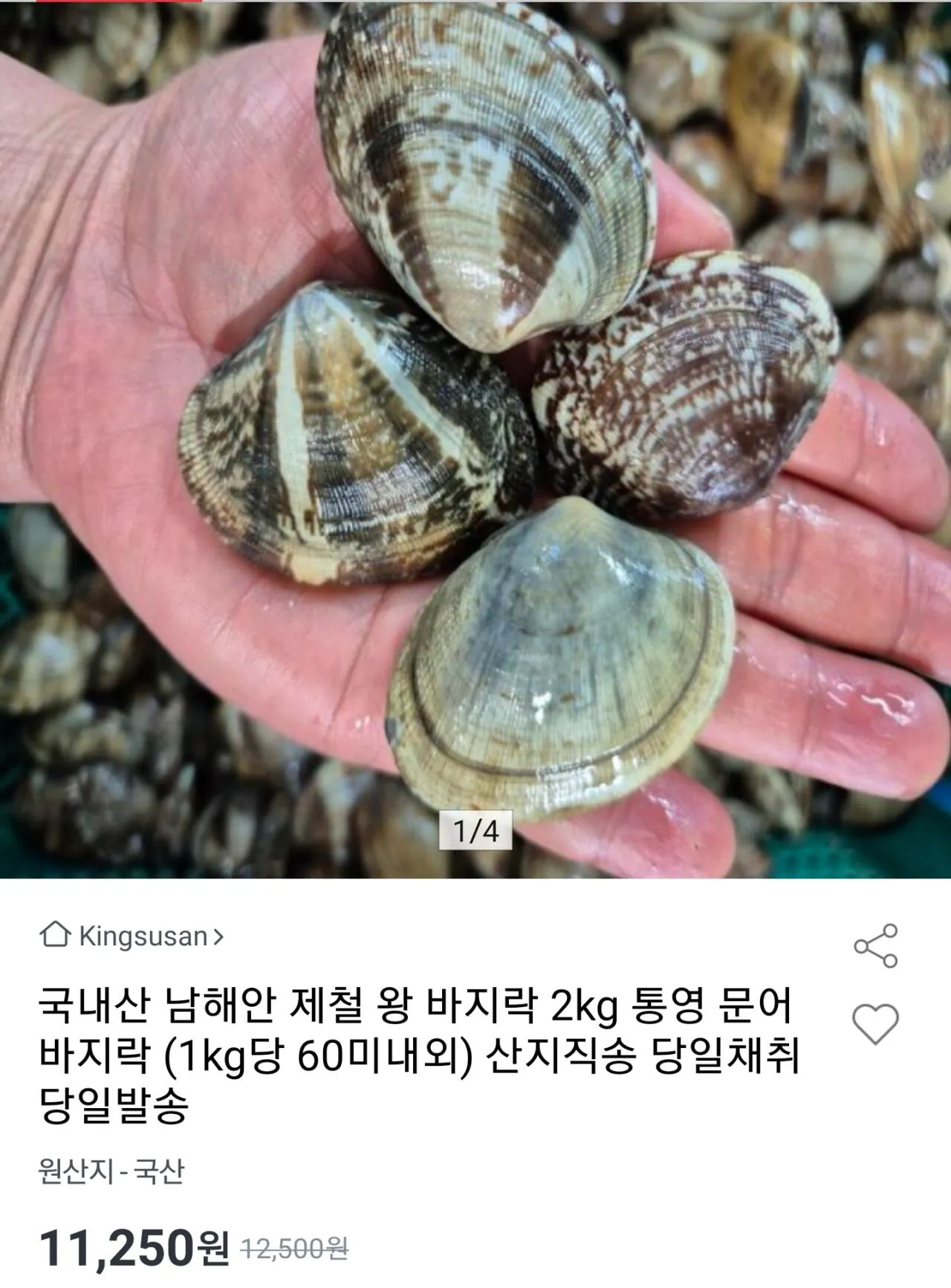 국내산 남해안 문어바지락 2kg 120미내외