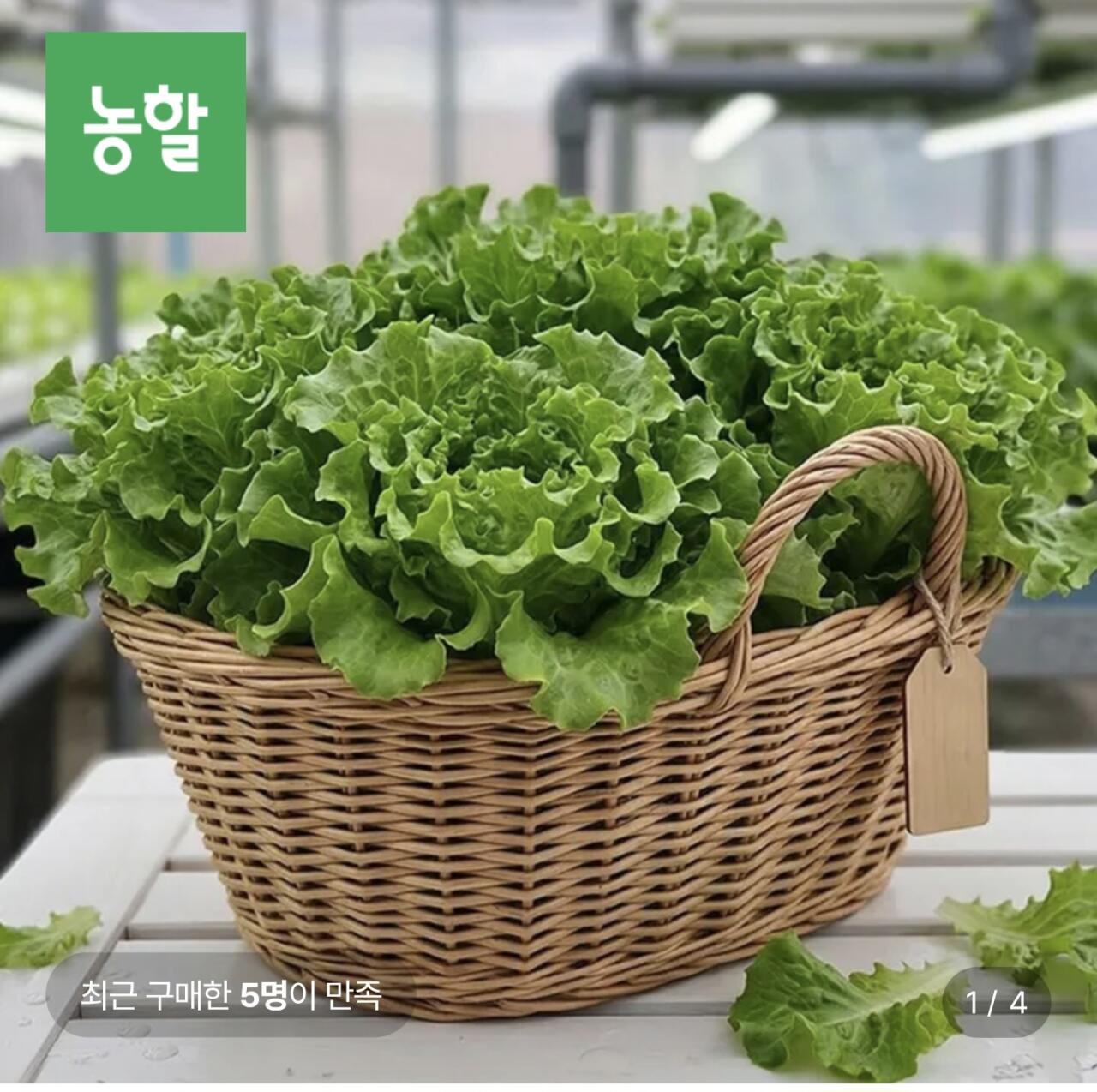 샐러드 모듬채소 1kg